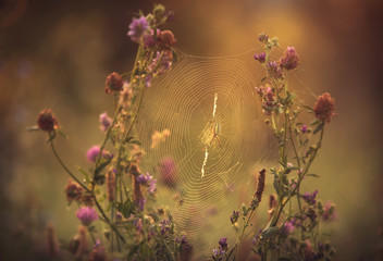Argiope Bruennichi on the spider web