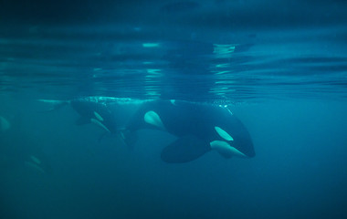 Underwater view of a pod of killer whales, Norway. © wildestanimal