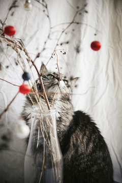 Katten n&bull;&Agrave;_ra kvistar i vas