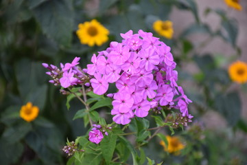 Fototapeta premium Purple top of a flower phlox on a background of green foliage and vegetation with yellow blossoms as background for wallpaper