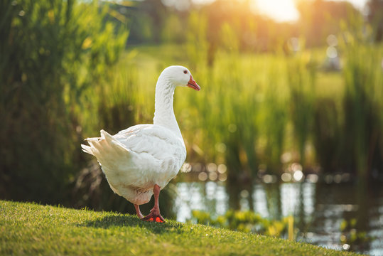 White goose walking on green grass near lake in sunlight