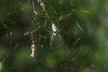 Aranha-de-teia-amarela (Nephila clavipes) | Golden orb-web spider