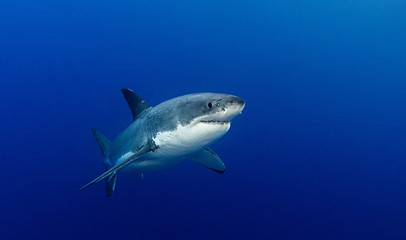 Underwater view of a great white shark, Guadalupe Island, Mexico.