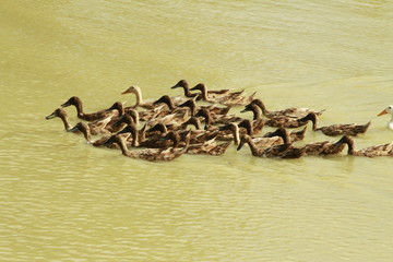 Enten