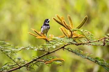 Coleirinho (Sporophila caerulescens) | Double-collared Seedeater
