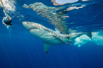 Underwater view of a great white shark, Guadalupe Island, Mexico.