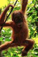Oranguta