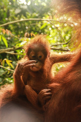 Oranguta Summatra