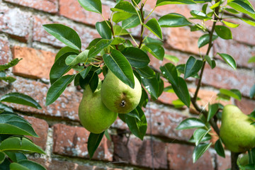 Reife Birnen am Spalier