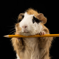 Meerschweinchen