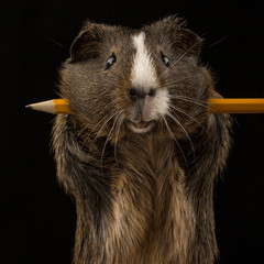 Meerschweinchen