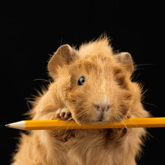 Meerschweinchen