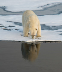 Fototapeta na wymiar Polar bear on the floating sea ice north of Svalbard.