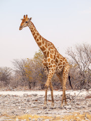 Giraffe walk in Etosha National Park, Namibia, Africa