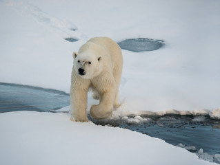 Polar bear on the floating sea ice north of Svalbard. © wildestanimal