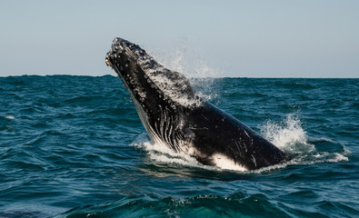 Humpback whale breach as it migrates north along the east coast of South Africa during the sardine run.
