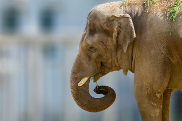 Naklejka premium head of a large animal elephant in the zoo