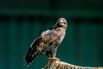 large bird of prey