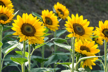 Sunflower field - ひまわり畑５