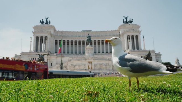 Seagull on the background Monument of the Fatherland, Piazza Venezia. Tourism in Rome