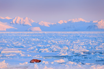 Winter landscape with animal. Walrus, Odobenus rosmarus, stick out from blue water on white ice...