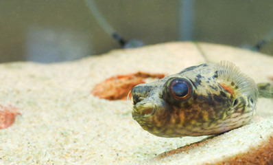 Obraz premium 水族館の魚