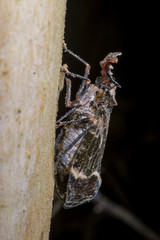 Jequitiranabóia-cabeça-de-verruga (Phrictus diadema) | Cicada
