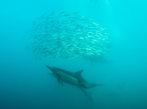 Common Dolphins Feeding On Sardines During The Annual Sardine Run Along The East Coast Of South Africa.