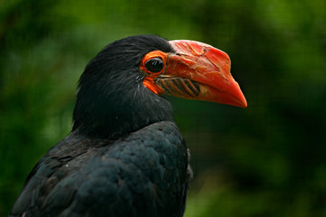 Writhed Hornbill, Aceros leucocephalus, detail portrait of beautiful forest bird from Thailand, Indonesia and Malaysia. Bill bird with yellow head. Hornbill in nature habitat. Wildlife tour in Asia.
