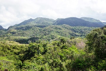 im Regenwald auf Kuba bei Trinidad, Karibik