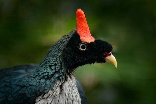 Horned Guan, Oreophasis derbianus, rare bird from Maxico and Guatemala. Big blaxk bird with red crest. Guan in green vegetation, nature habitat. Birdwatching in Central America. Detail portrait guan.
