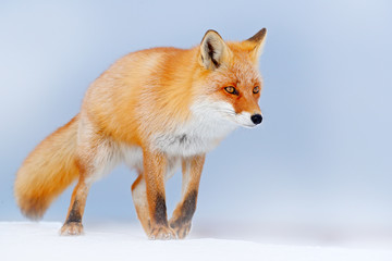 Red fox in white snow. Cold winter with orange fur fox. Hunting animal in the snowy meadow, Germany. Beautiful orange coat animal nature. Wildlife Europe. Detail close-up portrait of nice fox.