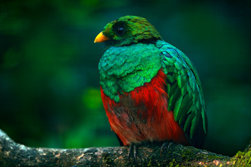 Golden-headed Quetzal, Pharomachrus auriceps, Ecuador.