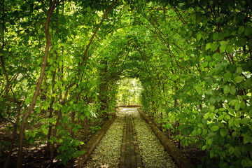 Fototapety  Beautiful green tunel with light in background and rocks alley