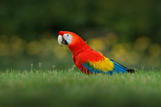 Parrot in grass. Wildlife in Costa Rica. Parrot Scarlet Macaw, Ara macao, in green tropical forest, Panama. Wildlife scene from tropic nature. Red Macaw from Central America.