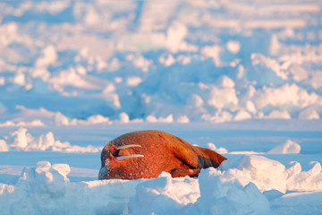 Walrus, Odobenus rosmarus, stick out from blue water on white ice with snow, Svalbard, Norway....