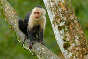 White-headed Capuchin, black monkey sitting on the tree branch in the dark tropic forest. Cebus capucinus in gree tropic vegetation. Animal in the nature habitat. Green wildlife of Costa Rica.