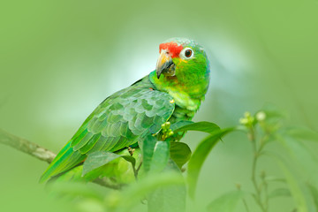 Obraz premium Red-lored Parrot, Amazona autumnalis, portrait of light green parrot with red head, Costa Rica. Detail close-up portrait of bird. Wildlife scene from tropic nature. Parrot from Costa Rica.