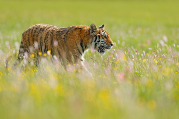 Fototapeta na wymiar Tiger in summer. Flowered meadow with tiger. Tiger with ping and yellow and pink flowers. Siberian tiger in beautiful habitat. Amur wild cat sitting in the grass.