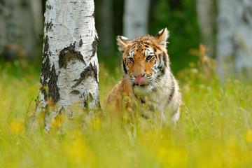 Summer with tiger, hidden in grass. Tiger with pink and yellow flowers. Siberian tiger in beautiful habitat. Amur tiger sitting in birch tree forest. Flowered meadow, danger animal. Wildlife Russia.