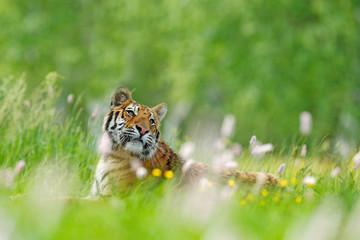 Naklejka premium Tiger with pink and yellow flowers. Siberian tiger in beautiful habitat. Amur tiger sitting in the grass. Flowered meadow with danger animal. Wildlife China. Summer image with tiger.