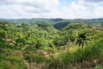 Fototapeta na wymiar im Regenwald auf Kuba bei Trinidad, Karibik