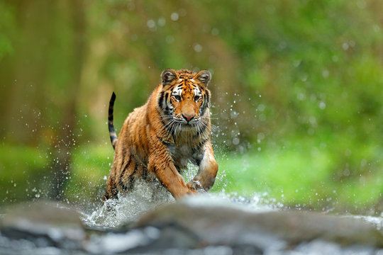 Fototapeta Tiger with splash river water. Action wildlife scene with wild cat, nature habitat. Tiger running in the water. Danger animal, tajga in Russia. Animal in the forest stream. Grey Stone, river droplet.