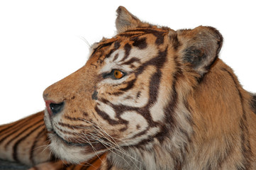 close-up portrait of the big tiger