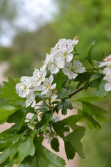 Piękne wiosenne kwiaty
