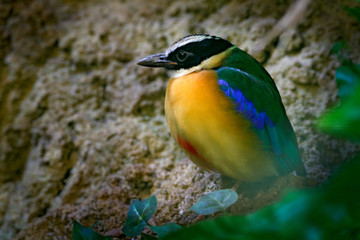Blue-winged Pitta, Pitta moluccensis, in beautiful nature habitat, Indonesia. Rare bird in the green vegetation. Animal from Asia. Pitta sitting on the branch. Bird from Thailand.
