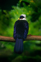 White-crested Turaco, Turaco leucolophus, rare coloured green bird with white head, in nature habitat. Turaco sitting on the branch, Murchison Falls NP, Uganda, Africa. Birdwatching in Africa.