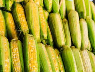 Fresh Corn at Farmers Market