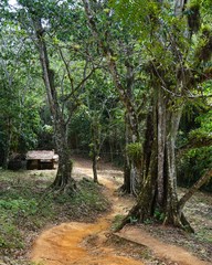 im Regenwald auf Kuba bei Trinidad, Karibik