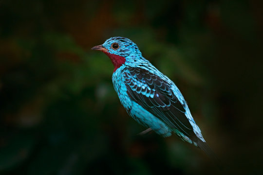 Spangled Cotinga, Cotinga cayana, exotic rare tropic bird in the nature habitat, dark green forest, Amazon, Brazil. Wildlife scene from jungle. Blue bird in dark green vegetation.